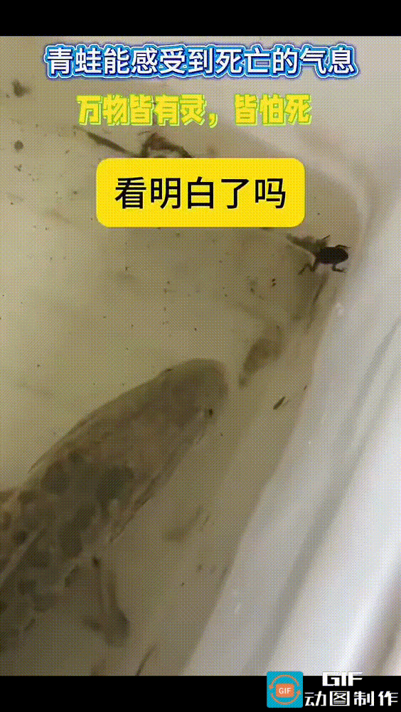 青蛙要是一直像这样，一动不动地浮在水面上，能不能躲过一劫？
可现实是残酷的，它就