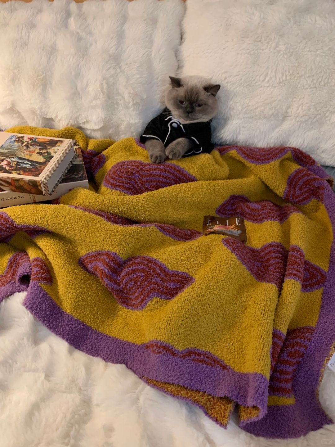 天冷了猫都不愿意起床