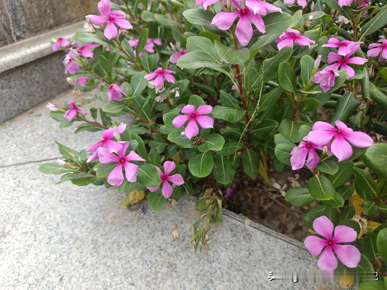 最近总是能发现漂亮的花儿，大自然真的很美丽
