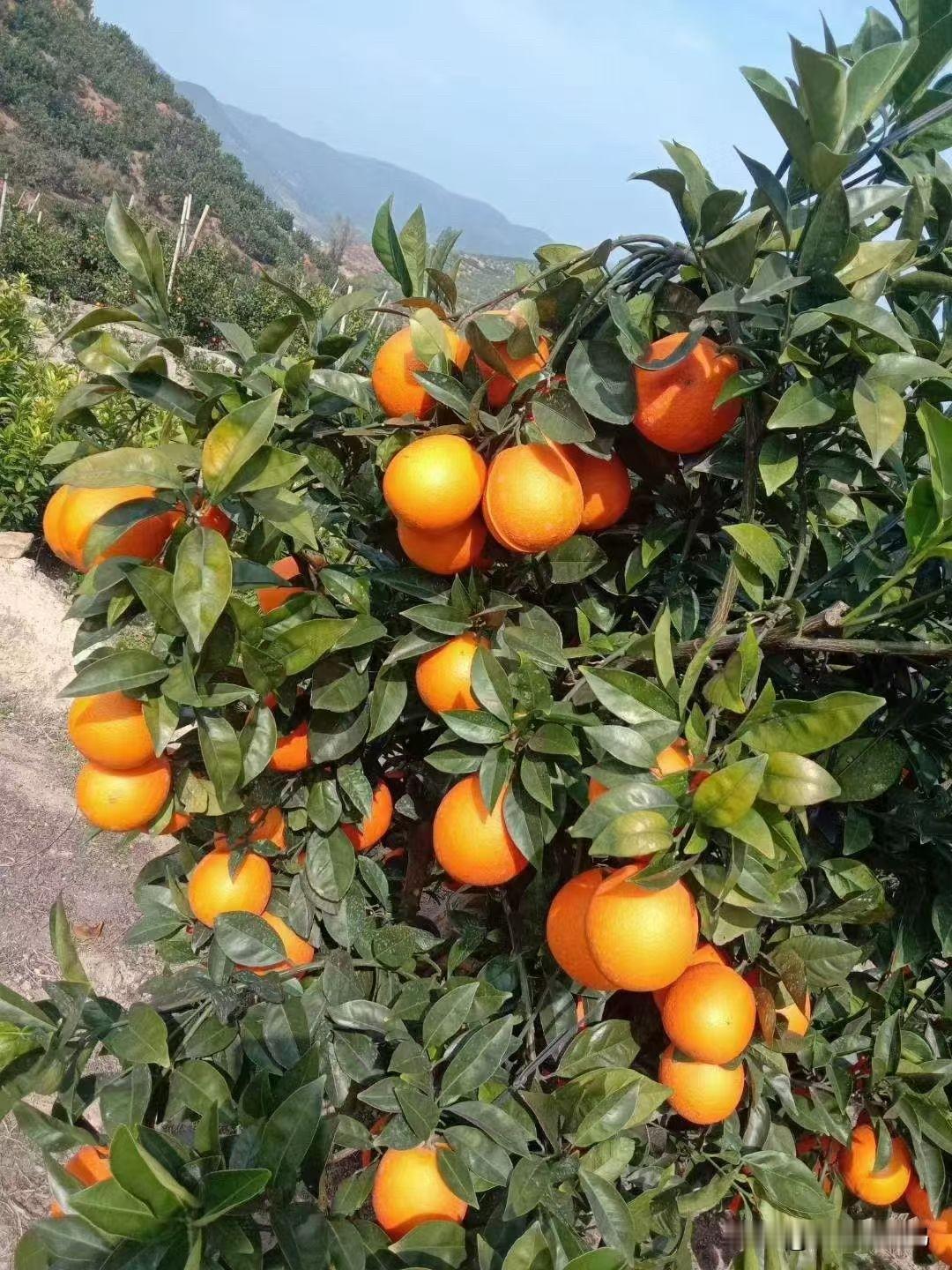 每次去她家我都抱着筐炫，吃了一个还想再来一个，根本停不下来。外面买的那些，跟我姐