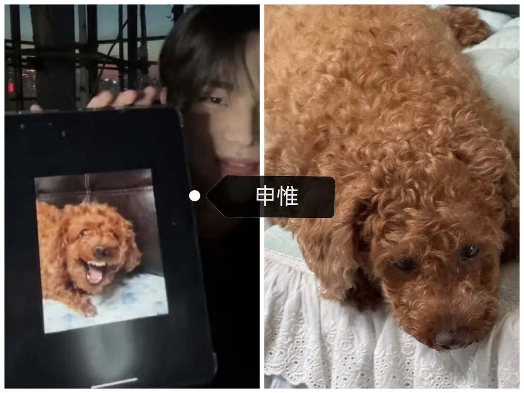 网友盘点的kpop稠狗大比拼 西村力的狗颜值好高🌚 