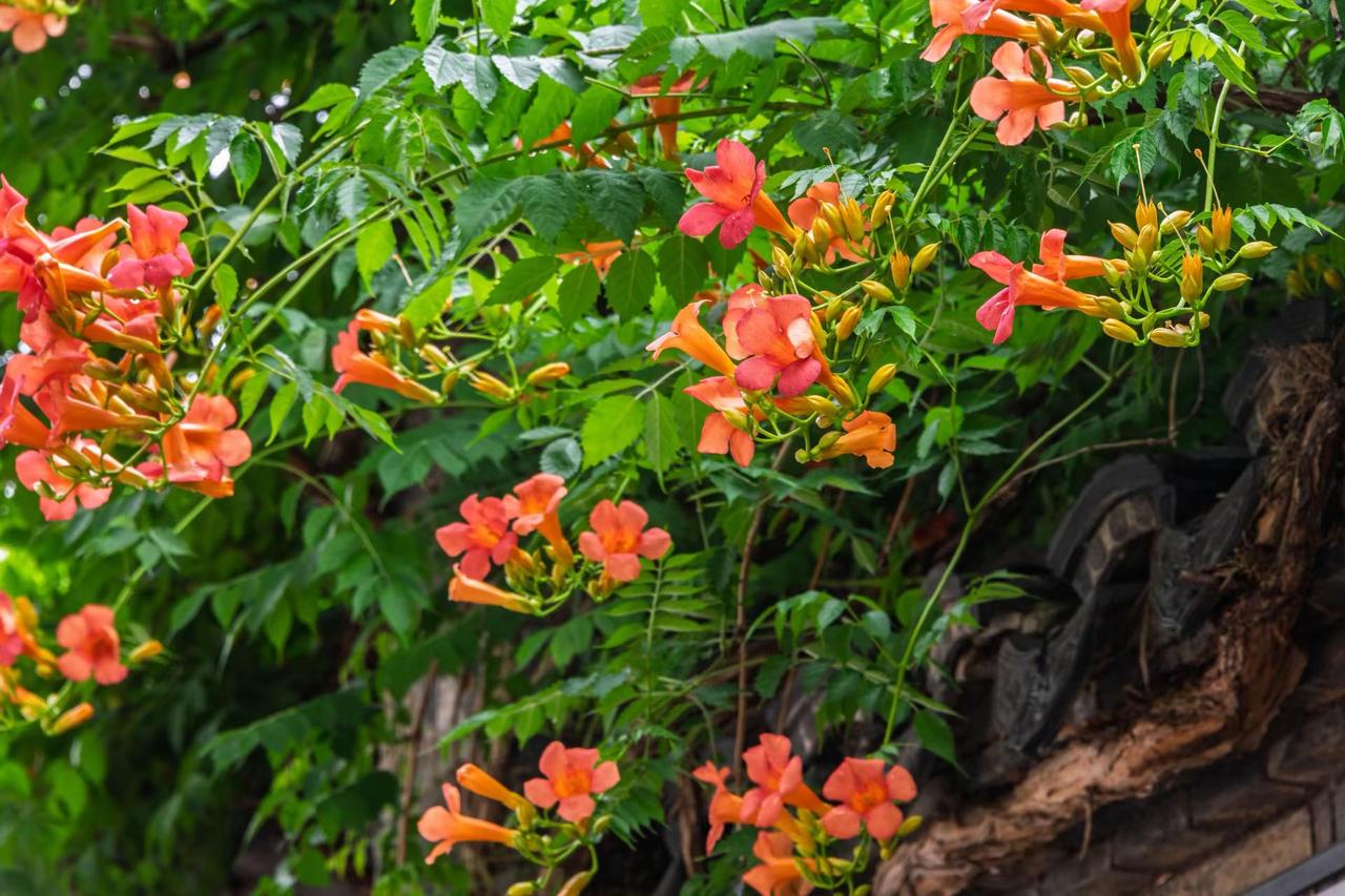 南京芥子园。南京芥子园橙红凌霄花 花开成景花落成诗 花的诗篇
