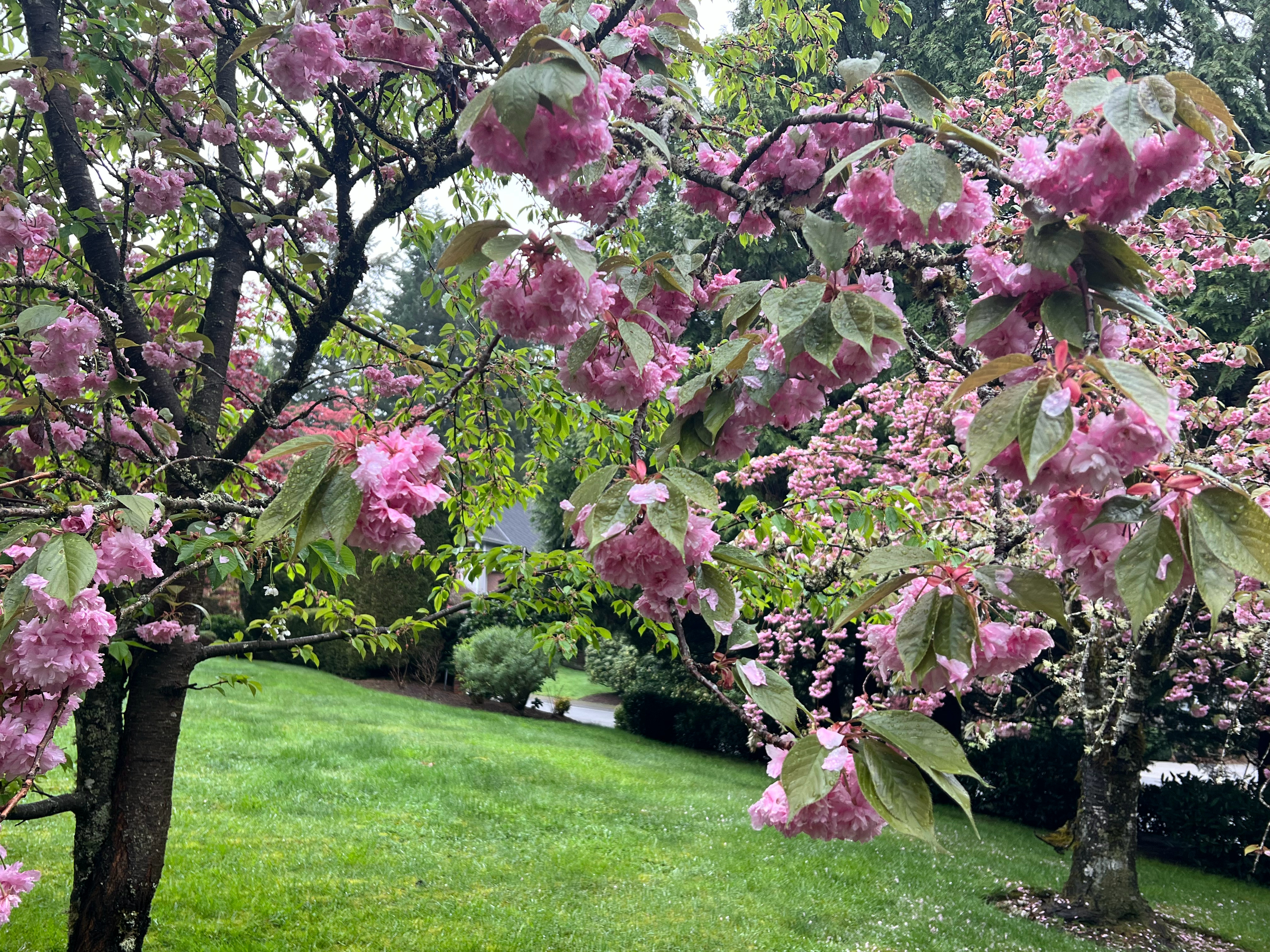 今天的一万步，一边走一边跟芝加哥老同事聊这几天的股市📈。微软买断退休的消息，给
