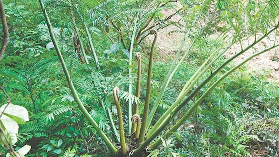 广东恩平七星坑省级自然保护区中新发现的蕨类植物——广东观音座莲，无疑为植物界增添