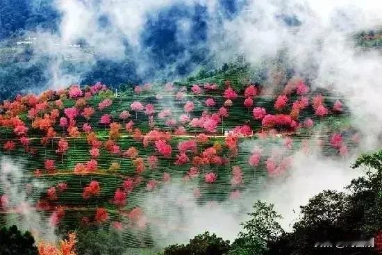 七律.孩提时代好啦
（2024年11月18日）
三岁牛牛乐意融，孩提虎虎质淳浓。