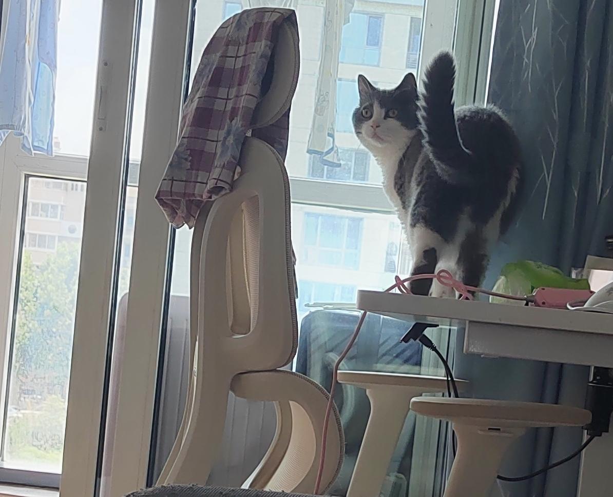 分享一下你随手拍下的照片八岁猫咪的日常生活