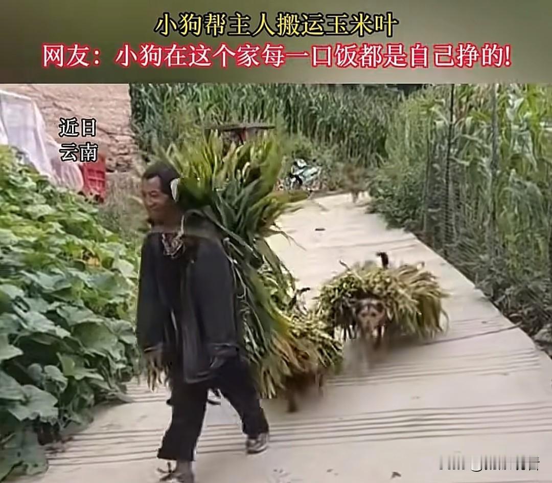 云南这几只小狗也太懂事了😂，认认真真帮主人搬运玉米叶，忙前忙后卖力干活，一点不