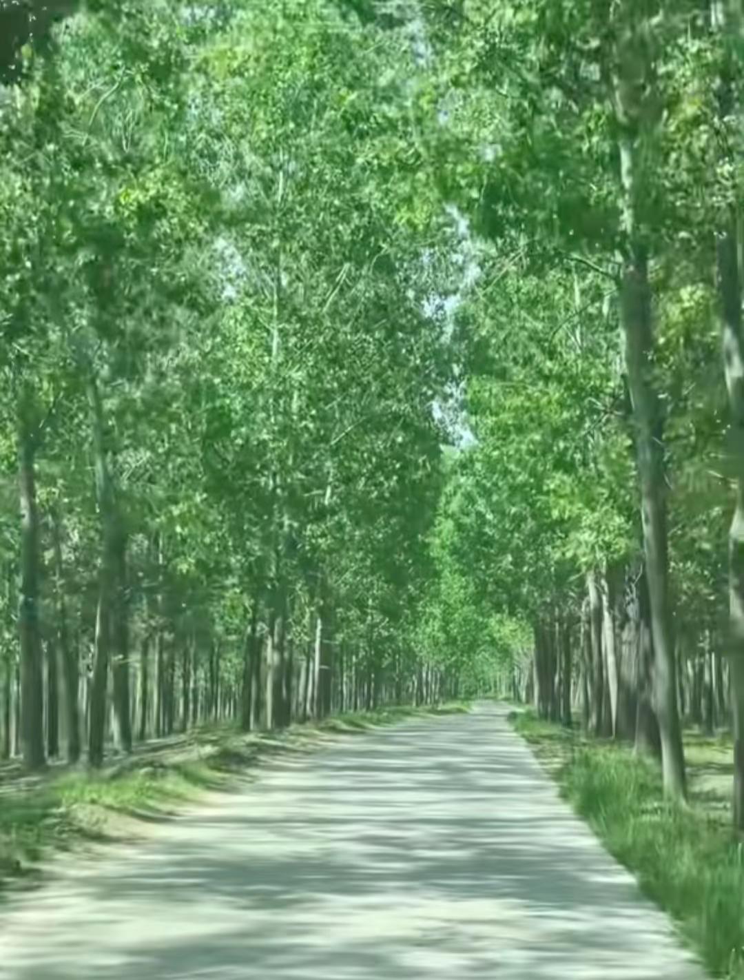 林荫小道延伸向光，微风拂面时，我很喜欢一个人。🌳☀️  林荫小道