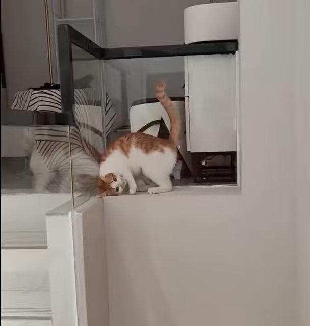 小猫还原自己摔伤过程万万没想到小猫这么聪明，还能复盘摔伤经过，演得有模有样，可爱