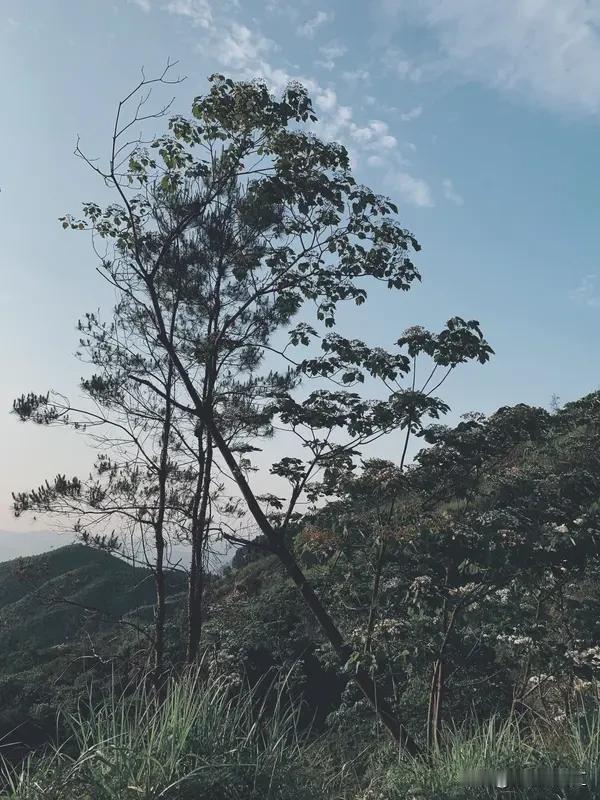 为啥人们要主动接触大自然？原因可太多了。就说我自己，工作压力大的时候，去森林里走