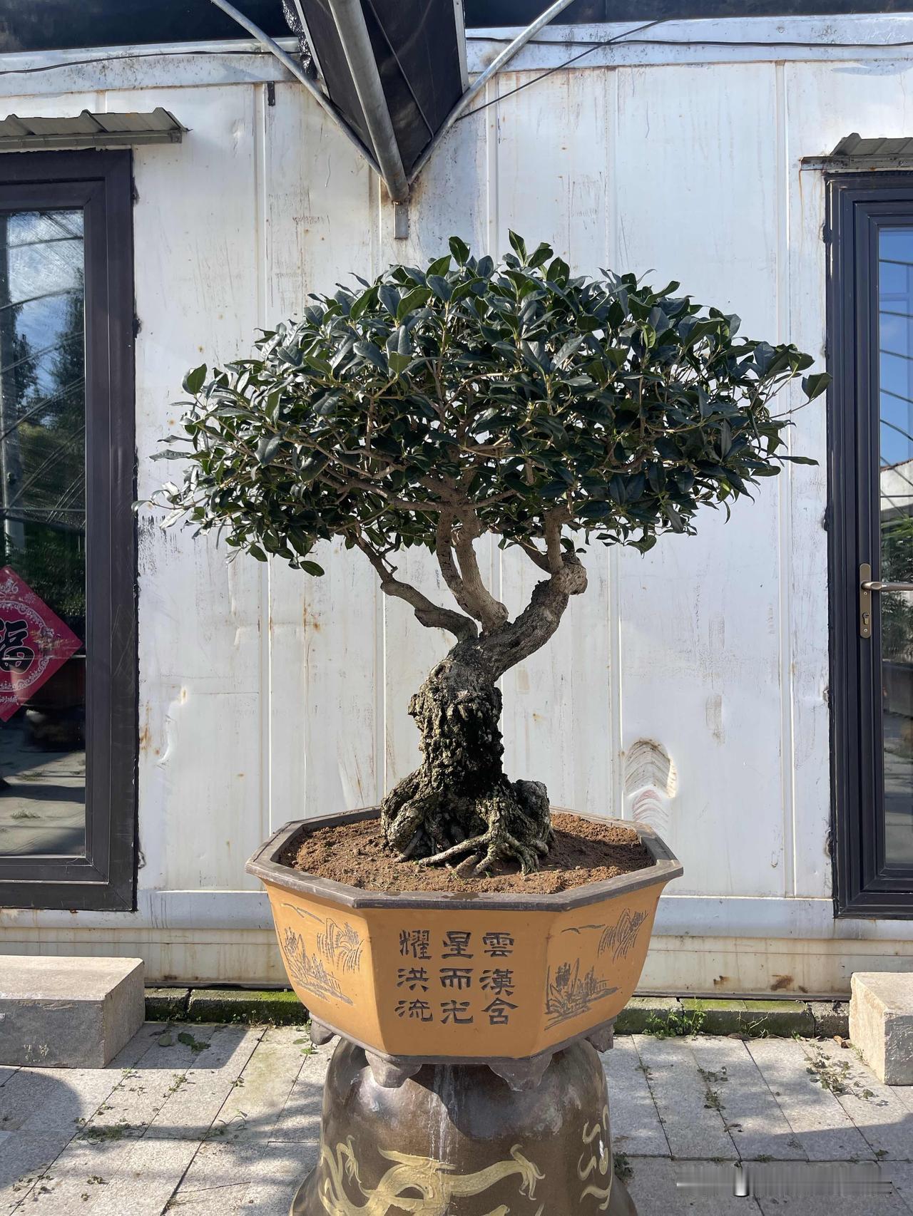 你知道黄色桂花一般是什么品种吗?金桂系列的品种都是黄色花，银桂大部分开淡黄色花，