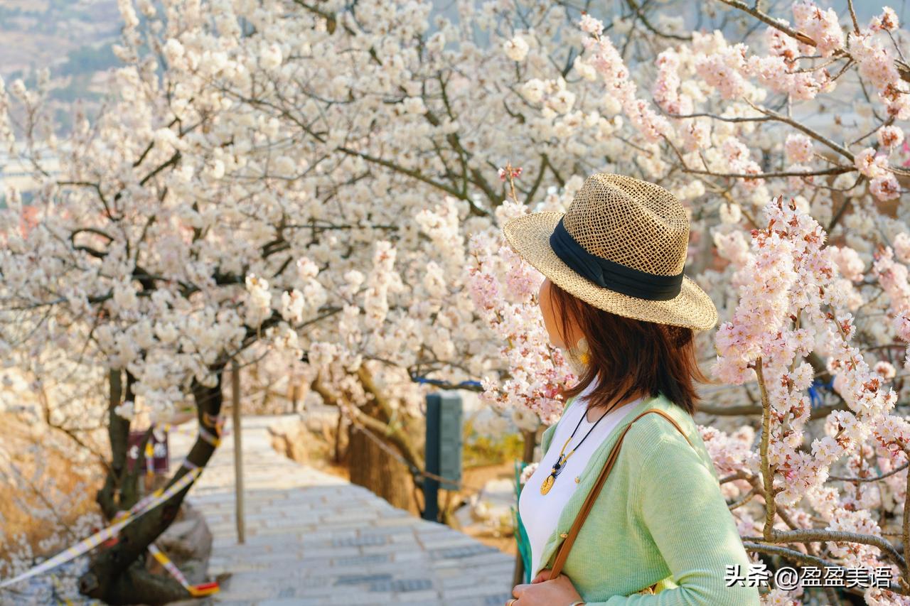 樱花的美！
是春天来了
音乐响起
心事消融
月光曲在心中流淌
诗篇在眉梢跳跃