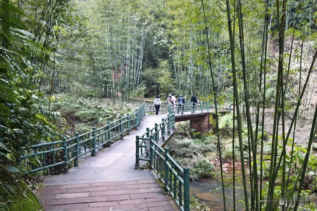 万竹之园的四洞沟景区。景区内翠竹掩映，密布着8属40余种竹类，以及珍贵的竹荪和野