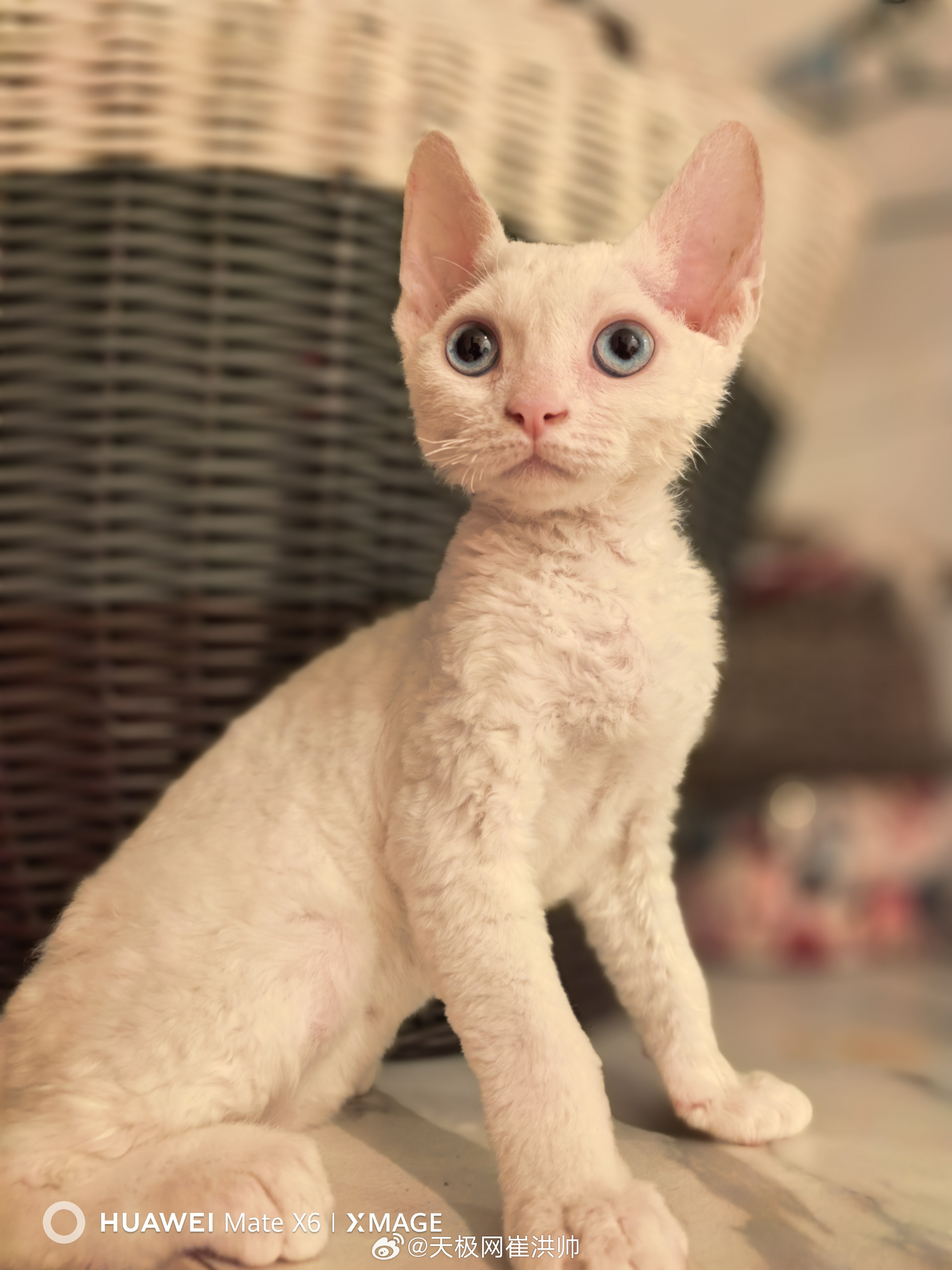 工作之余，下厨和照顾宠物们最解压，给喜乐同学洗个澡像杀猪现场，小姑娘这么不爱洗澡