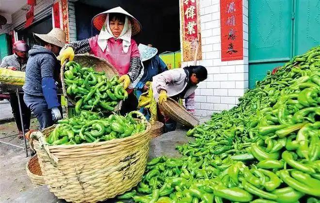 上世纪九十年代，海南省及粤西海康，徐闻、遂溪、廉江、电白、化州、高州、信宜各个县