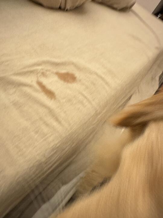 小狗留下的口水印🥹好想把它焊在床单上！！！