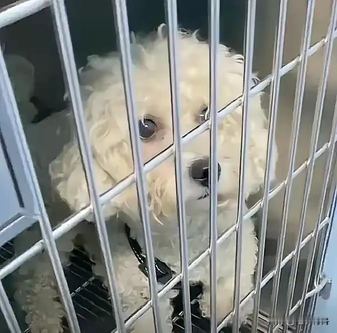 朋友养的比熊咬了家里小朋友，朋友直接教训一顿关到小小的笼子里，吃喝拉撒都在里面。