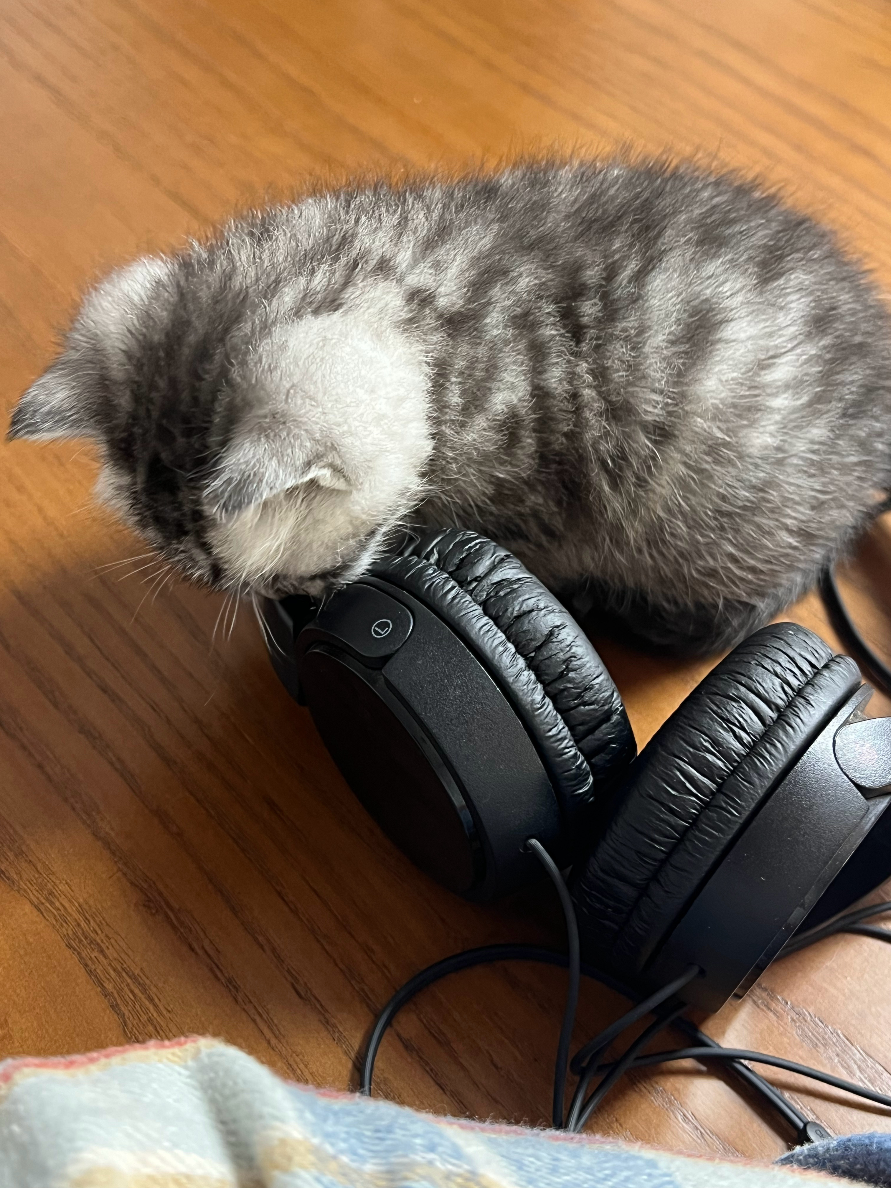 好家伙，小不点来了几天，现在开始上房揭瓦了 天津·中国天津自由贸易试验区