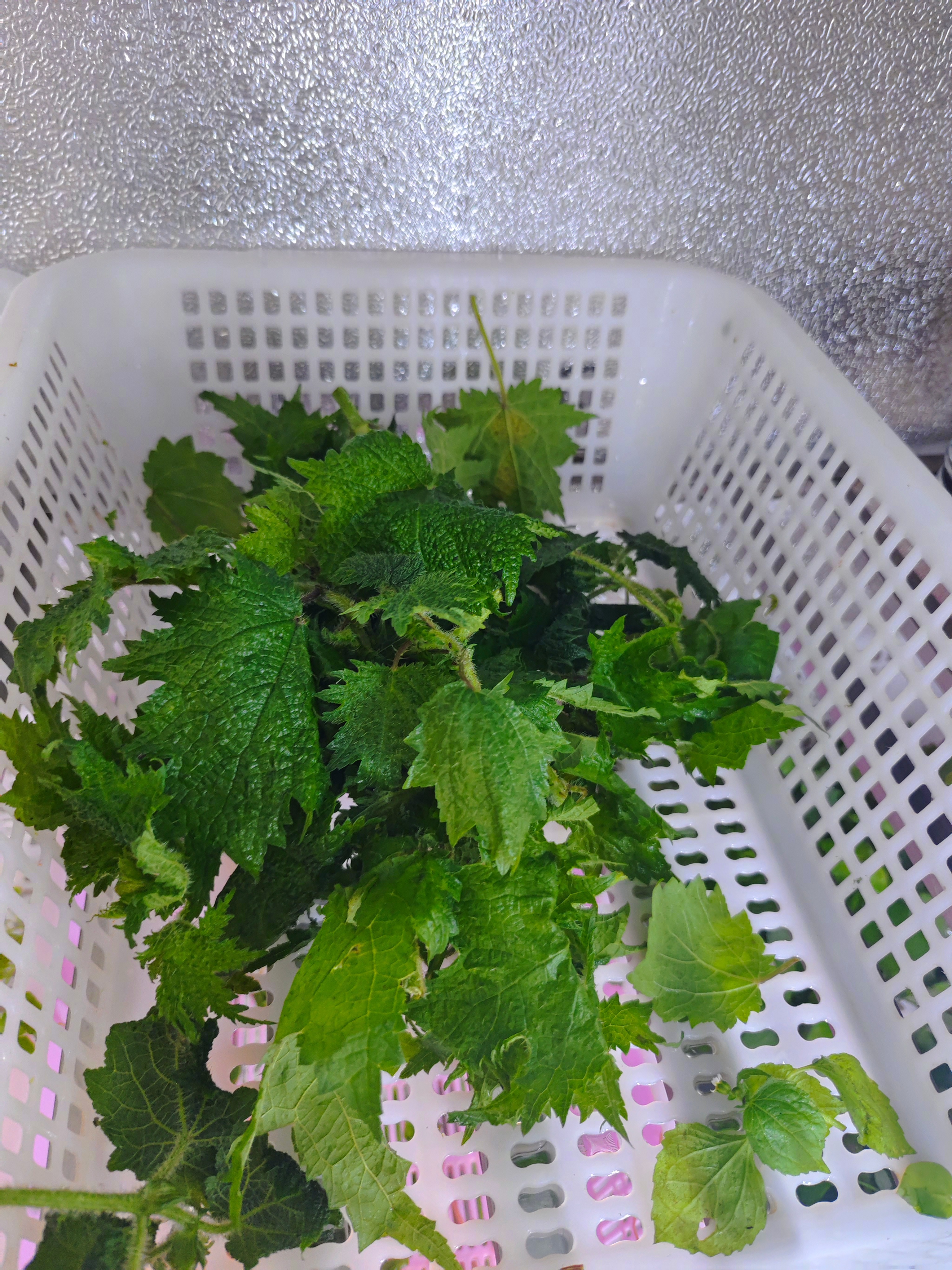 大家吃过霍麻吗？我今天尝试了一下，煮过之后吃，就是一般的野菜味。 