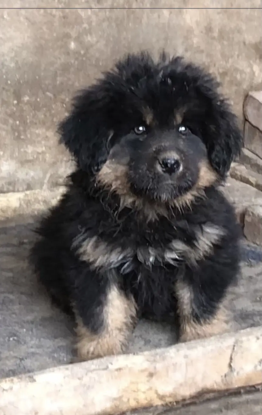 任岁月蹉跎敢问人生几何 主打的就是一个真实 原生态 藏獒