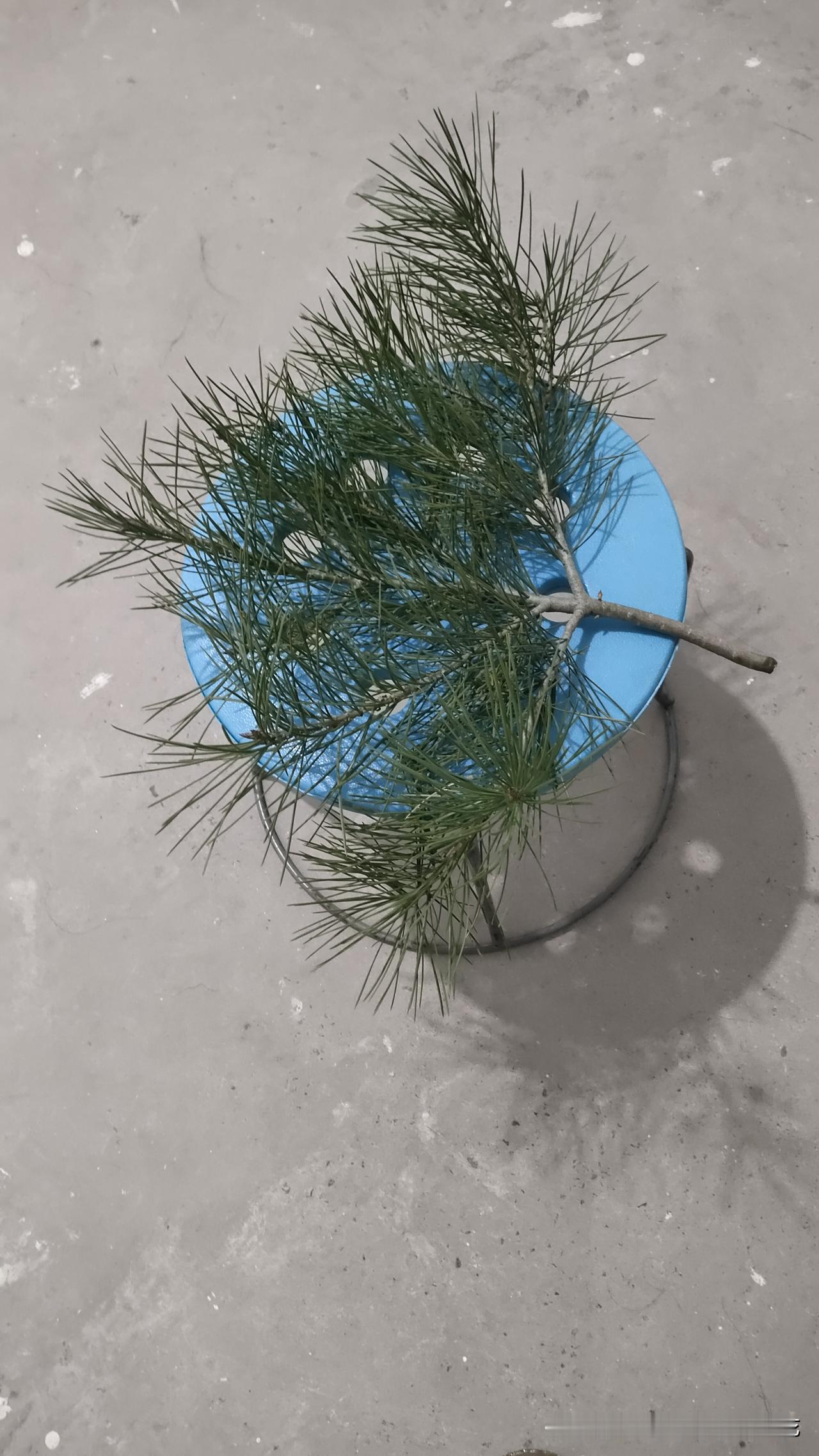 晚上去散步，在小树林里折了枝松针，准备偶尔和艾叶一起煮水泡脚。
回到家，用艾叶和