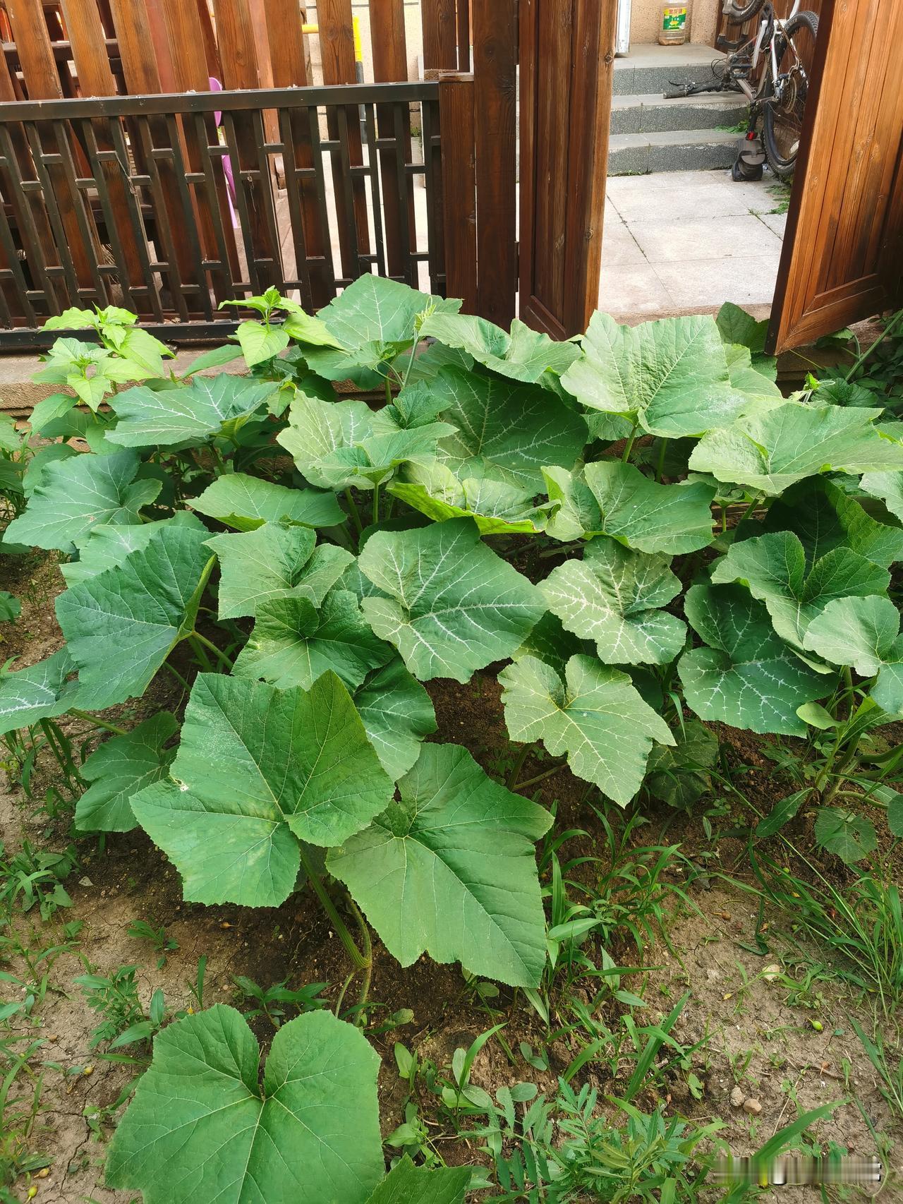 家里有个小菜园，日子真的特别舒坦。
院里种着茄子、黄瓜、芋头、柿子，还有一大片生