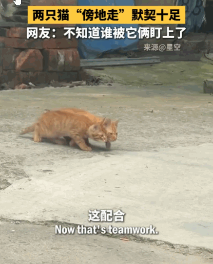 万物皆有灵！视频里，两只橘猫一前一后，都把身体压得低低的，紧贴着地面。它们像复制