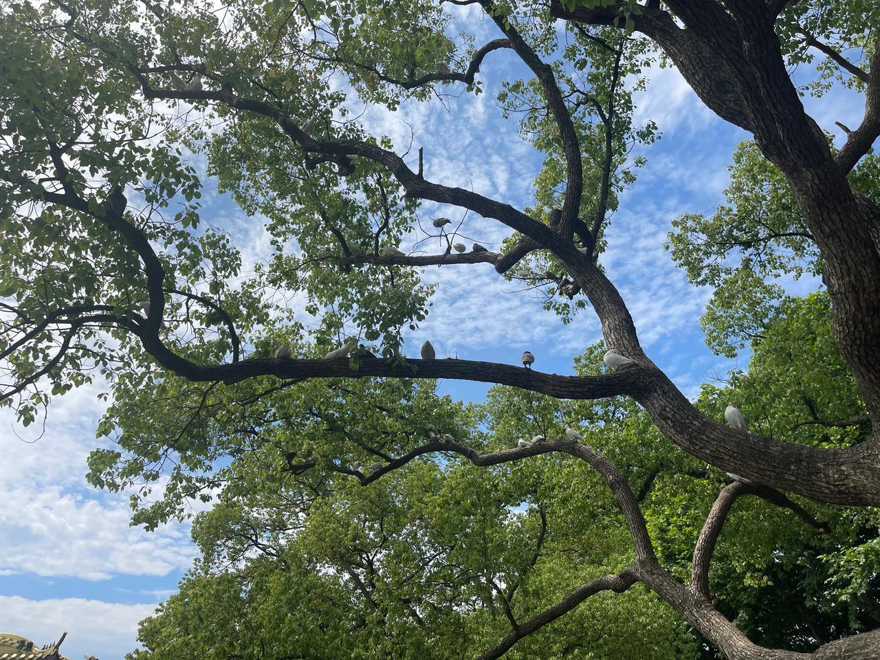 #纵有千心结,与谁细说?#自己消化#总有一树花开# #成了一棵树#