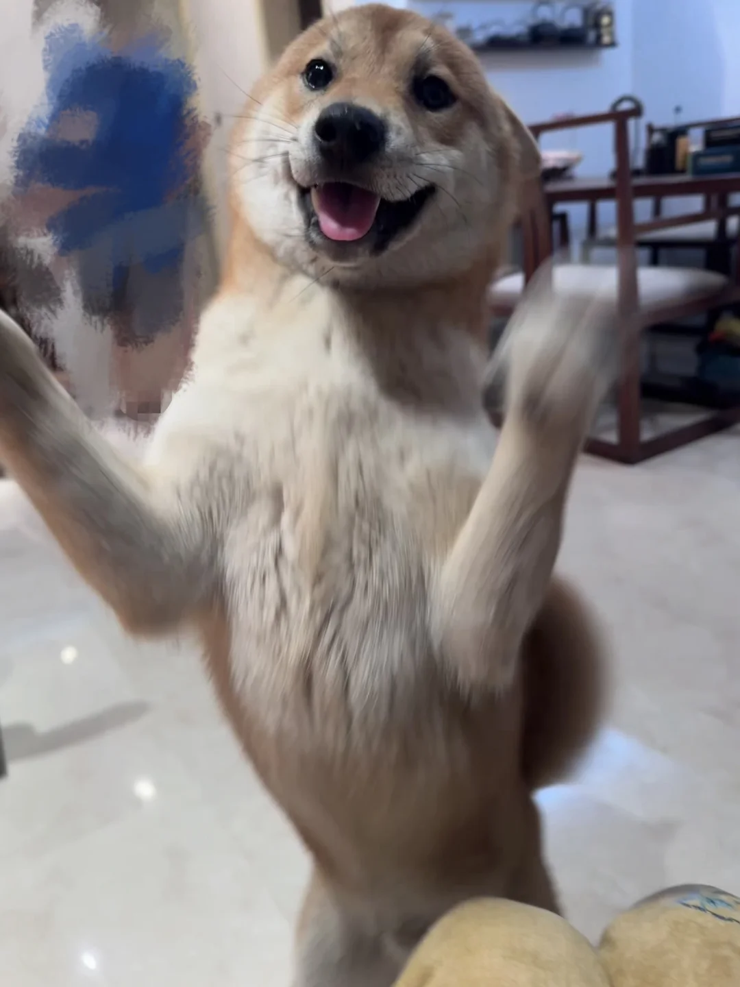 七个月大柴犬领养！
