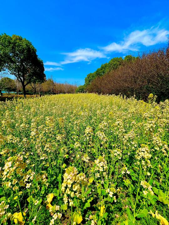 石湖公园，大片油菜花！