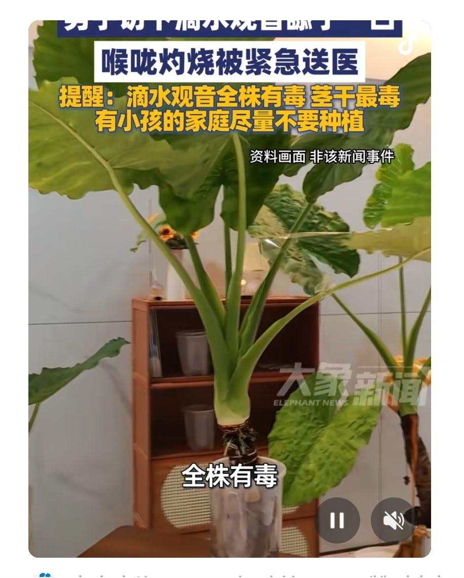 3月4日，浙江一男子用行动给大家上了一课——“滴水观音真有毒！”这位大哥切下一片