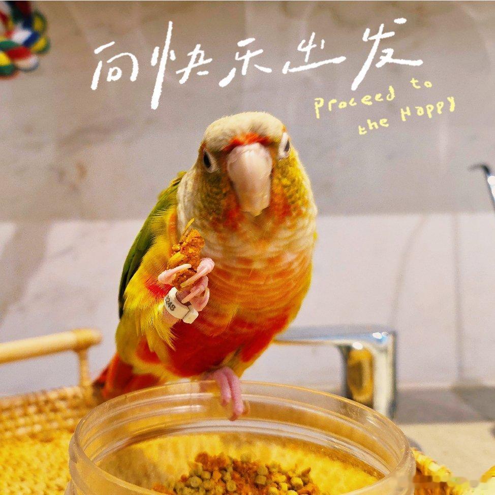 书接上回 网页链接一路暴雨兼程，平安抵达宁才到电梯间，鸟宝听到动静，就叽叽喳喳呼