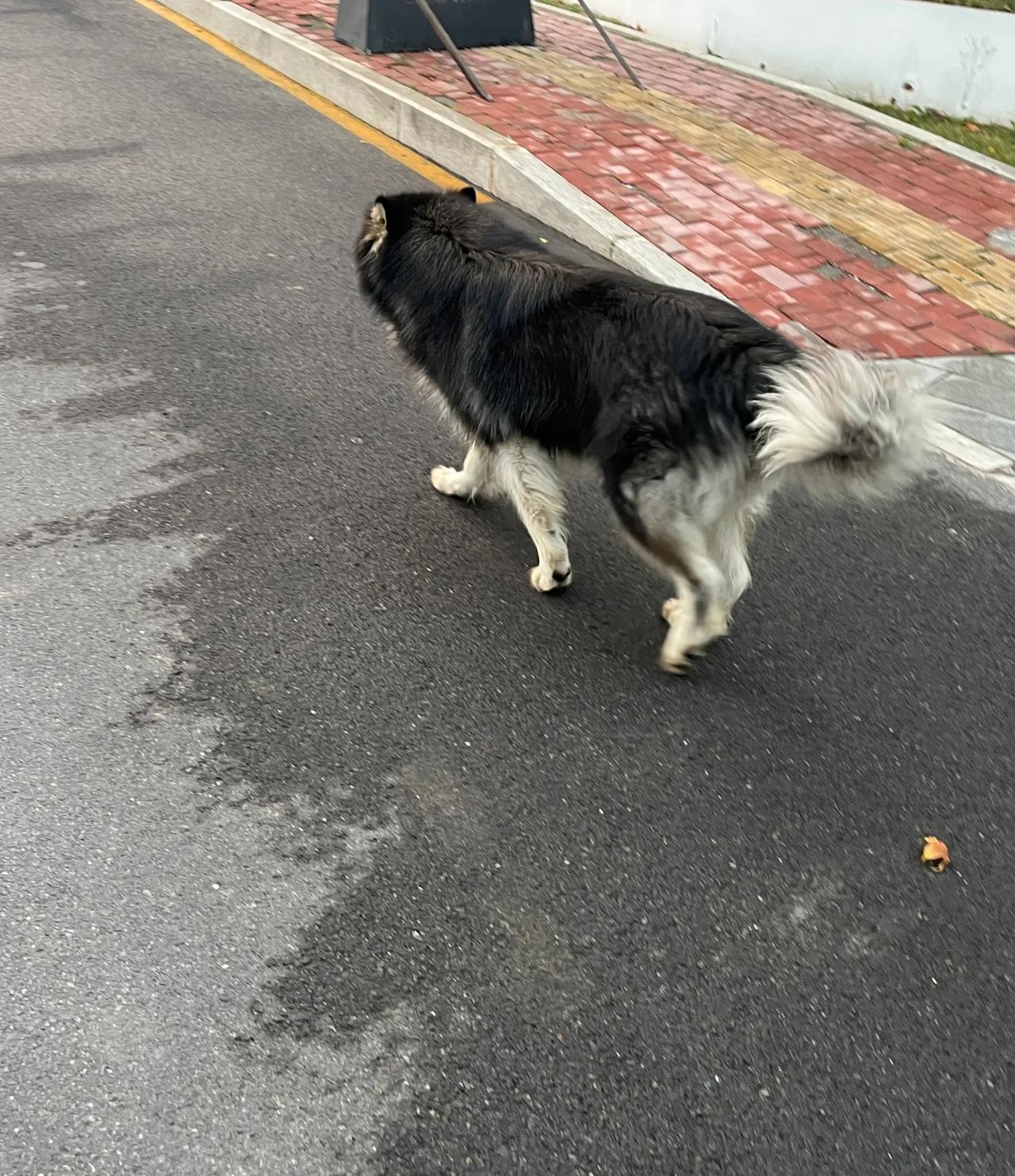 这狗是金毛还是哈士奇？#秋日生活打卡季#