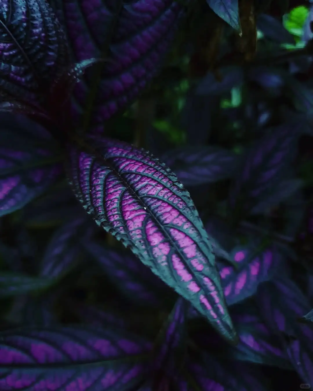 波斯红草/红背马蓝