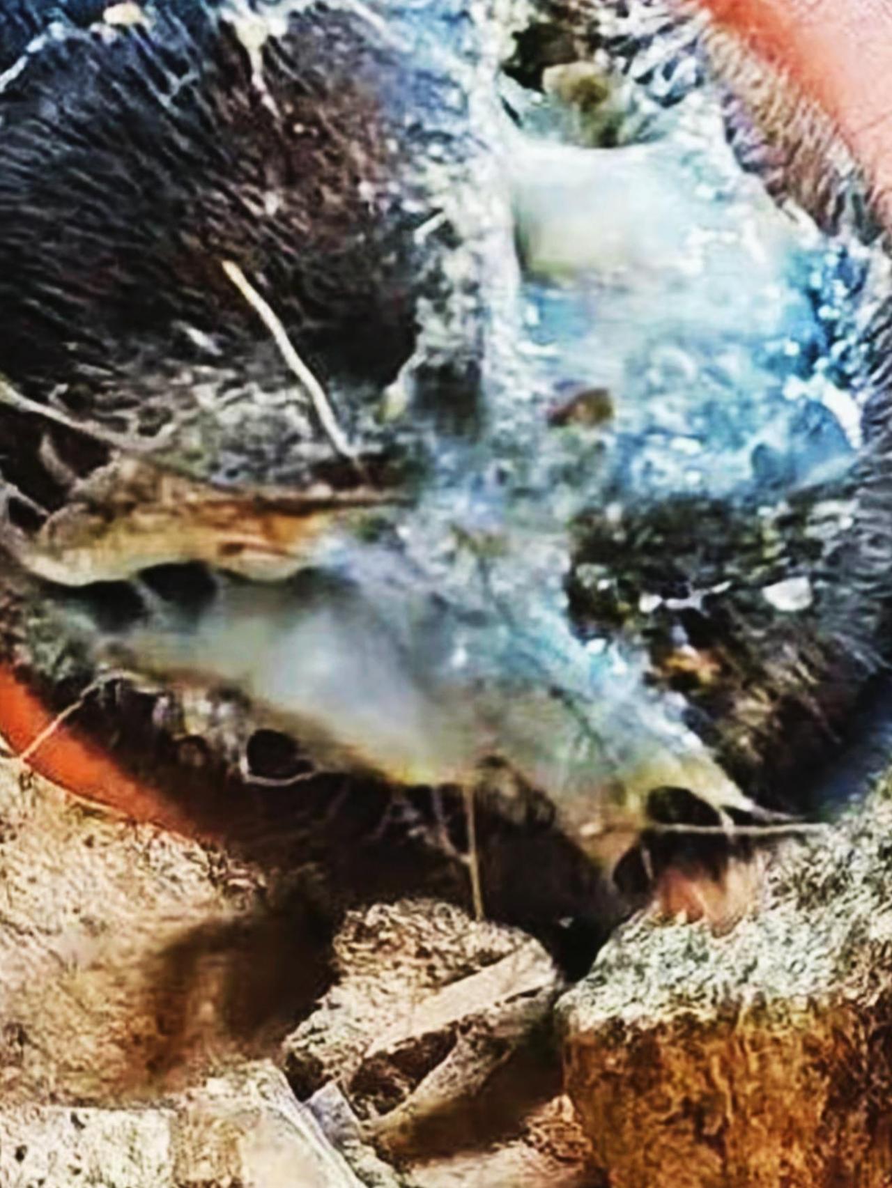 养羊人 牛羊养殖 农村养羊