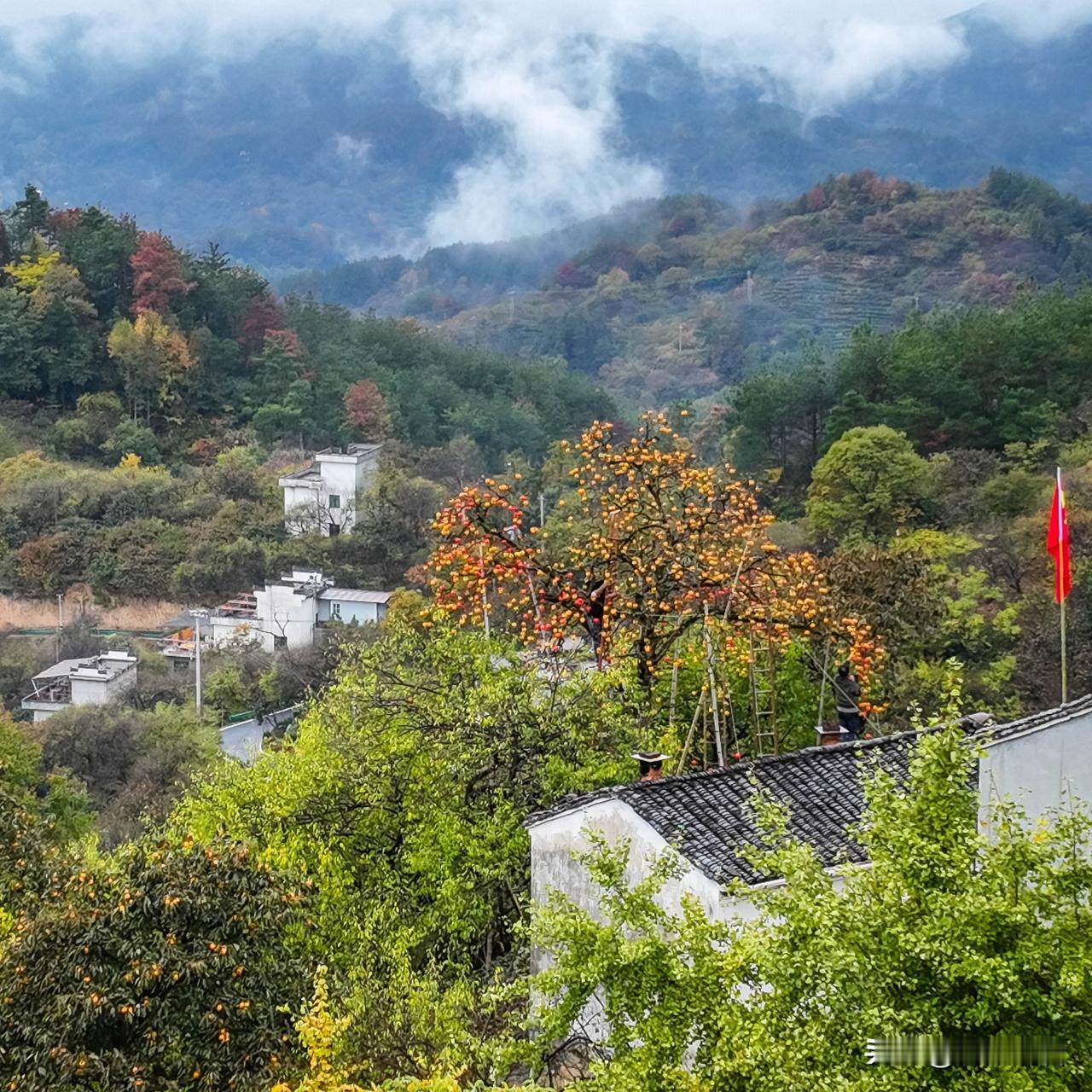 深秋霜降，歙县姬公尖的山坡上，柿子挂满枝头，山喜鹊啄食甜柿果肉。
 
从歙县上丰