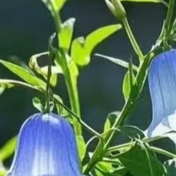 0000风铃草的日常种植养护秘籍寓意：风铃草象征温柔、健康、感恩、创造力。喜欢它