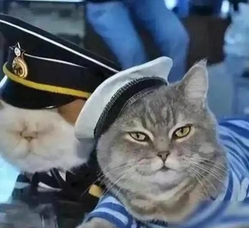 航母上为什么要养猫？是为了抓老鼠？那你就错了，现在航母上的猫可不是为了抓老鼠，而
