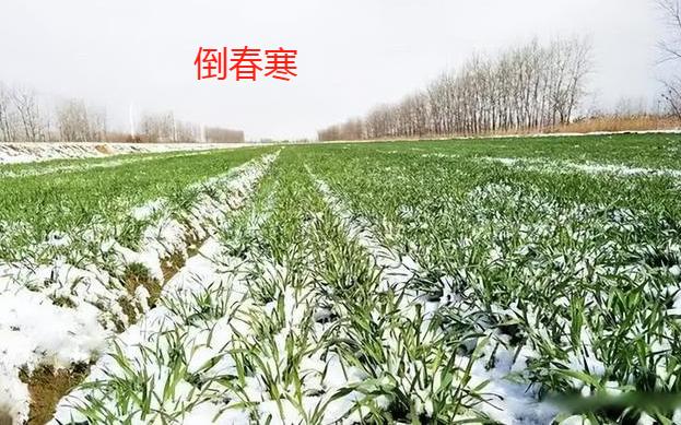 准备降温了，保护好这初生的阳气。
这雨水节气夹带着冰寒，袭扰了这春生多阳气，是不