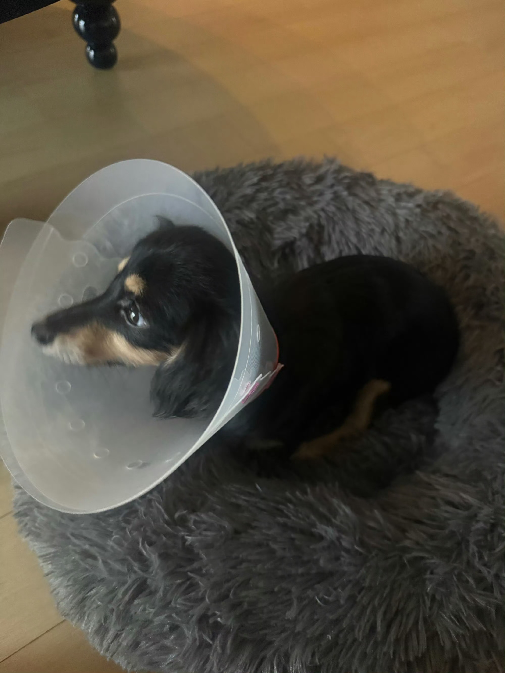 可怜的乖孙绝育了 ​​​