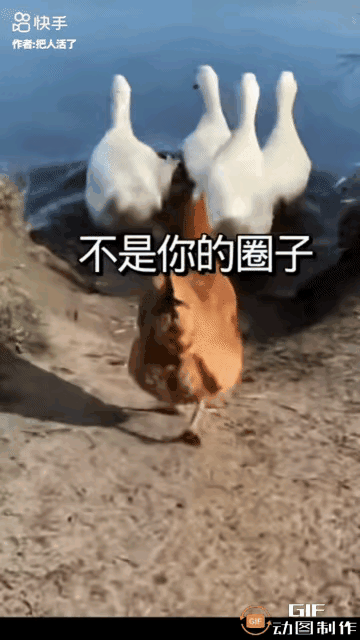 一群鸭子相约到河里游泳，一只母鸡非要跟着去。鸭子们优雅地在河中畅游起来，母鸡也学