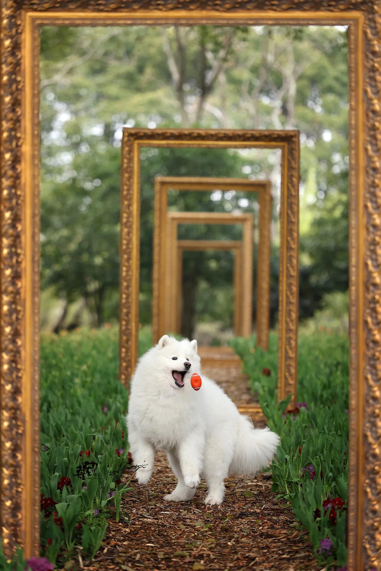 要一张像油画一般的图？
动态油画如何？🥳
【上海拍摄】