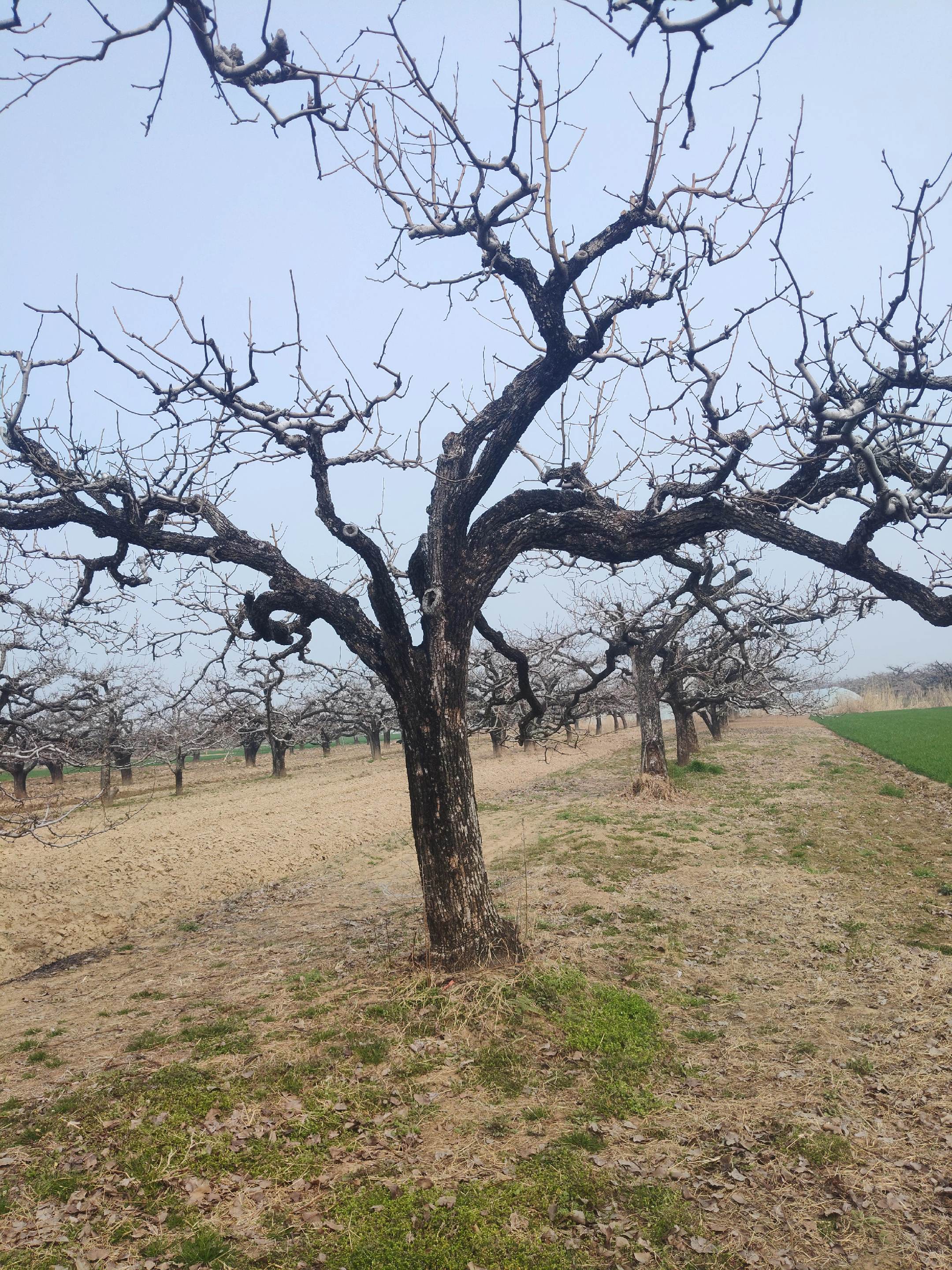 安徽砀山百年梨树园