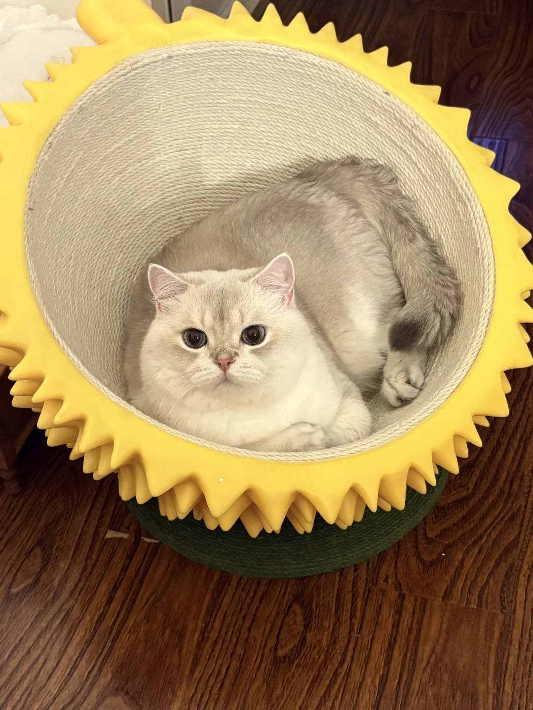 浅开一个猫山王
