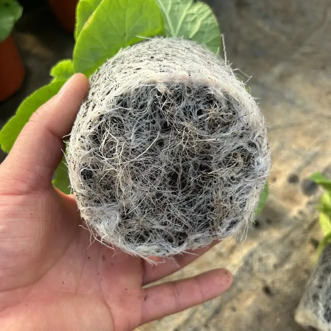 四季樱草白发丝超爆