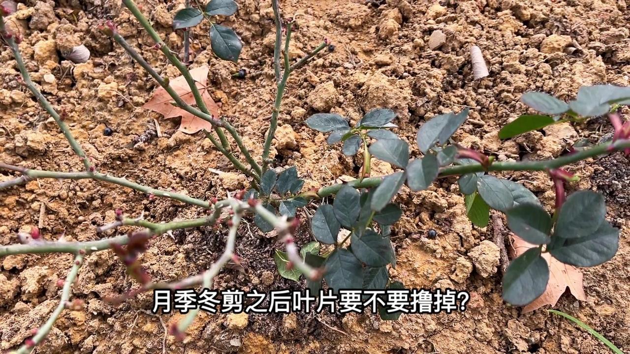 第一，减少养分消耗。有些月季不肯进入深度休眠，撸掉叶片能避免不必要的养分消耗，让