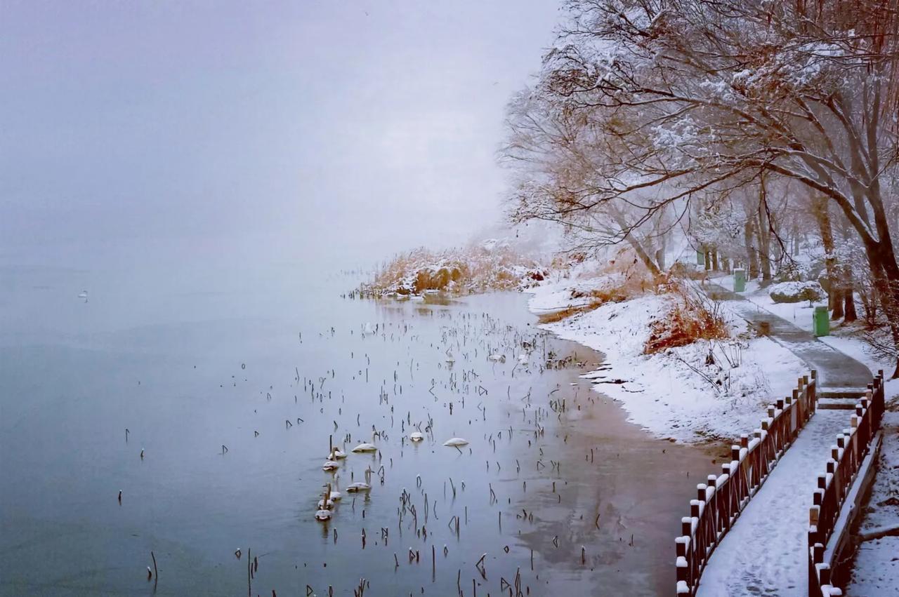 三门峡冬日天鹅湖初雪，好一派北国风光！赵义声手机随拍