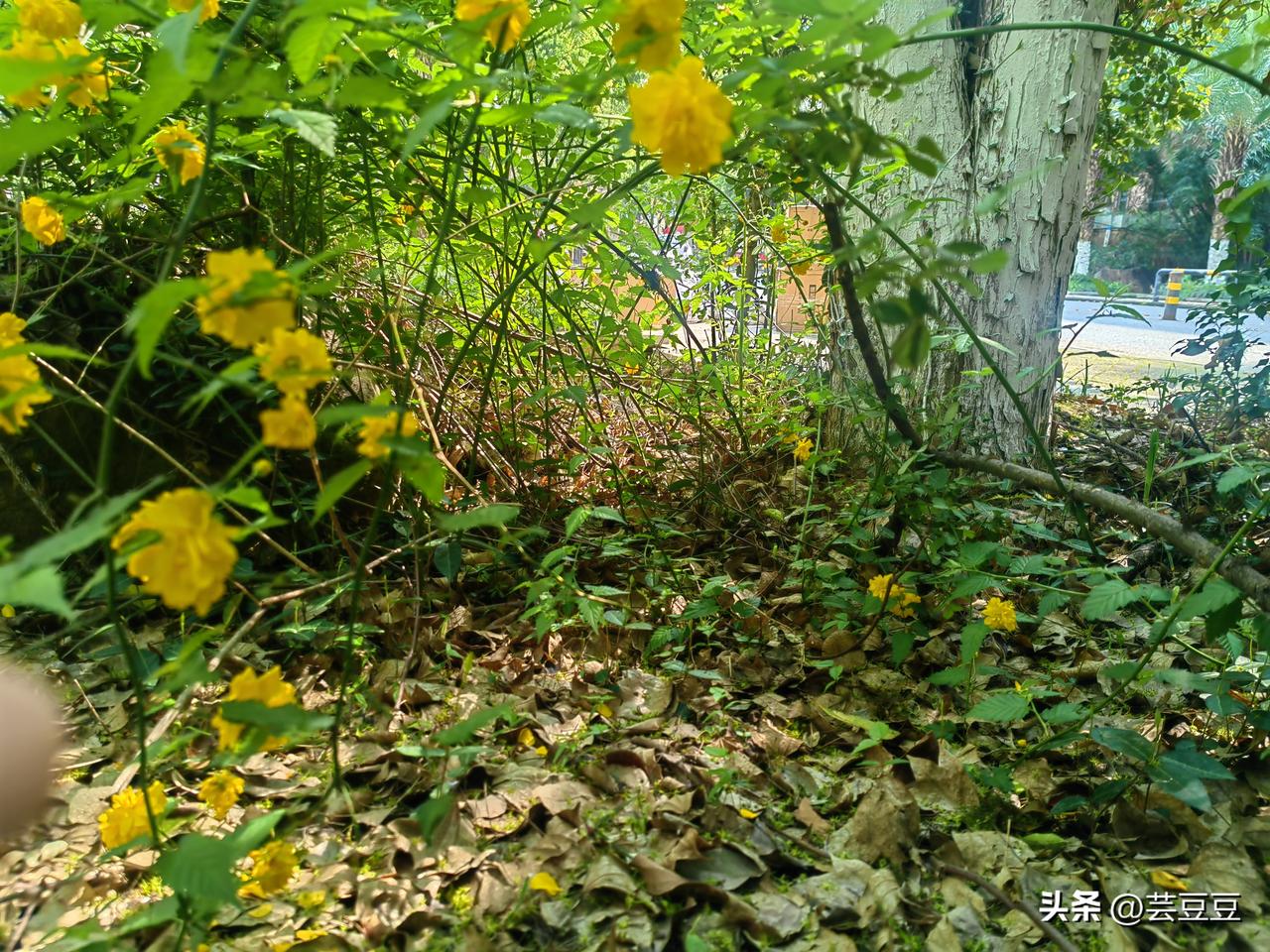 春天最早的花，迎春花。