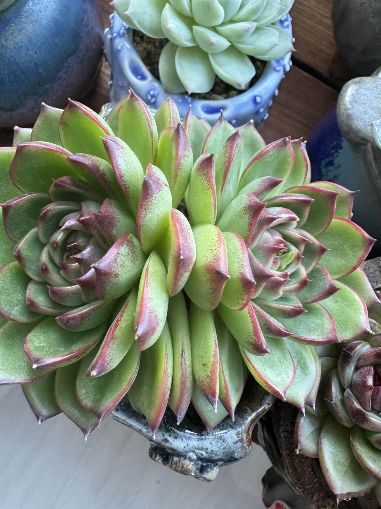 多肉月亮石真的太绝了，就像自带美颜功能，美到让人挪不开眼。
冬天很多植物都没了光