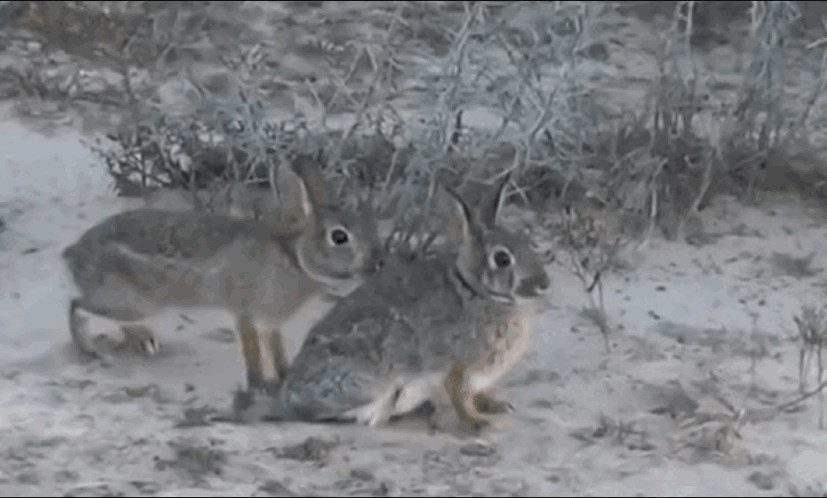 快过年了，就应该看点喜庆的。模仿的挺完美，结局也让人很满意！[捂脸][捂脸][捂